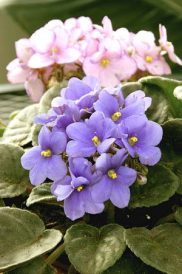 Garden Clippings: African Violets Image
